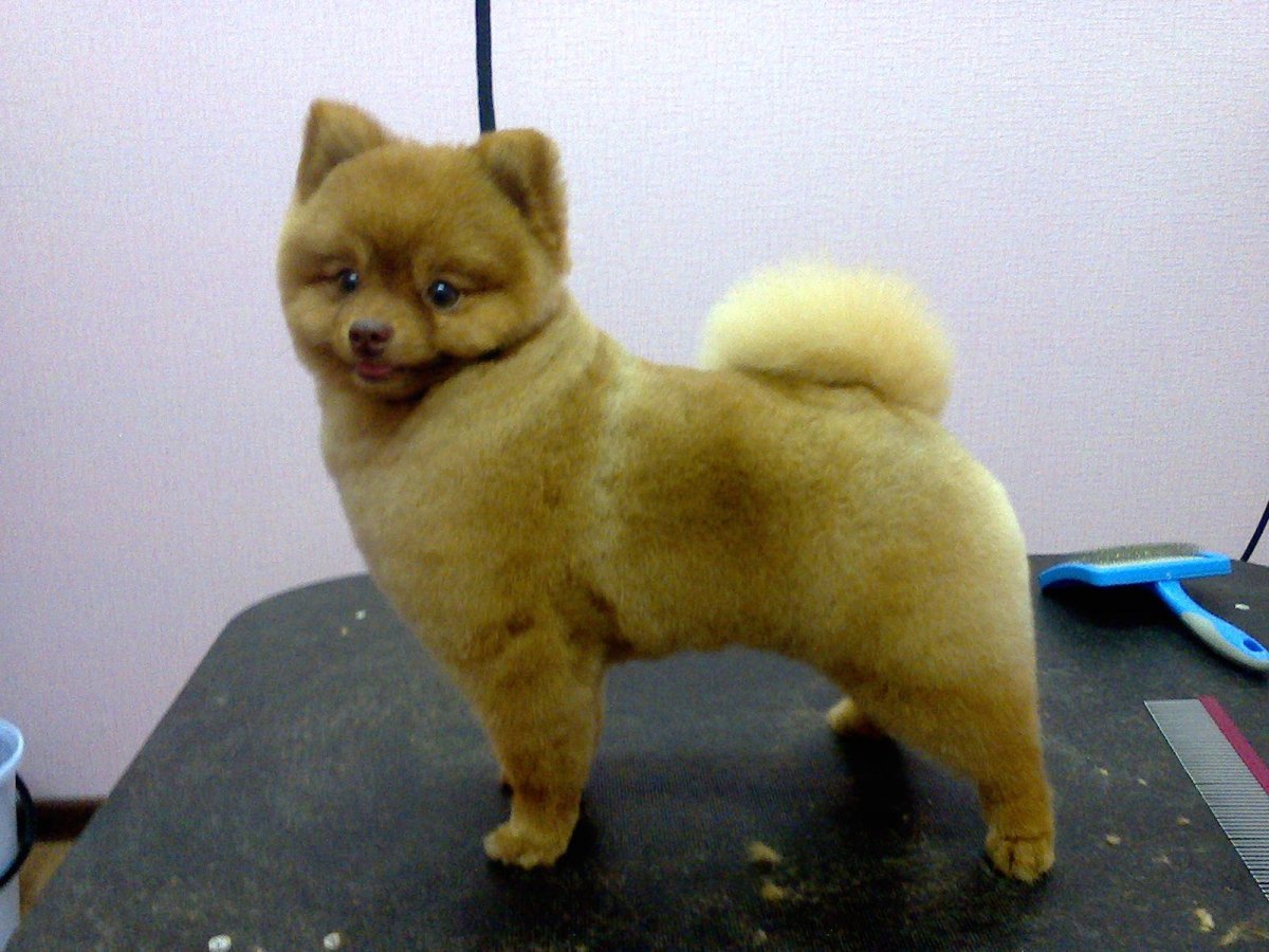 Шпиц стрижка Медвежонок