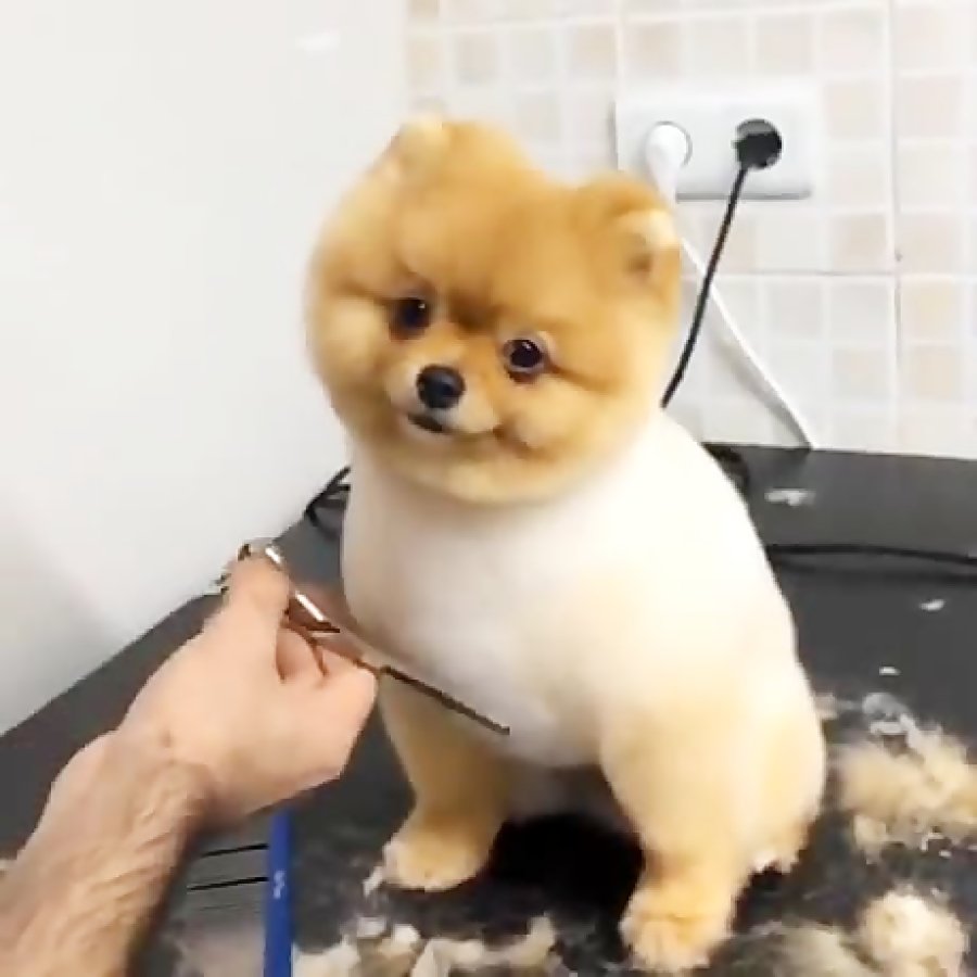 Смешные стрижки шпицев