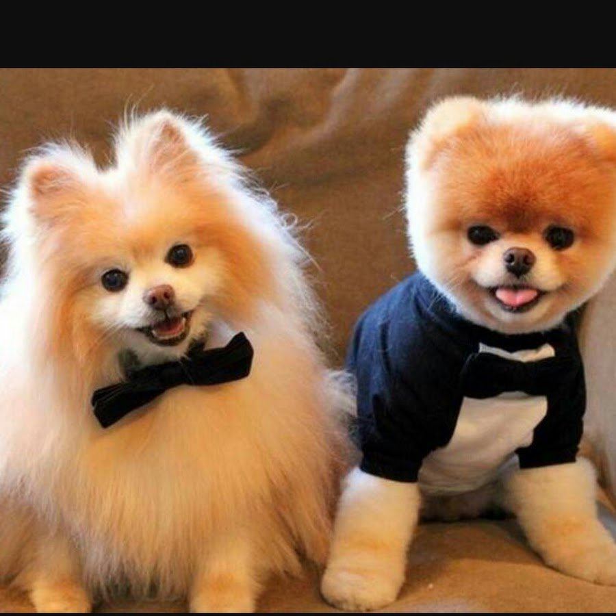 Померанский шпиц Тедди подстриженные