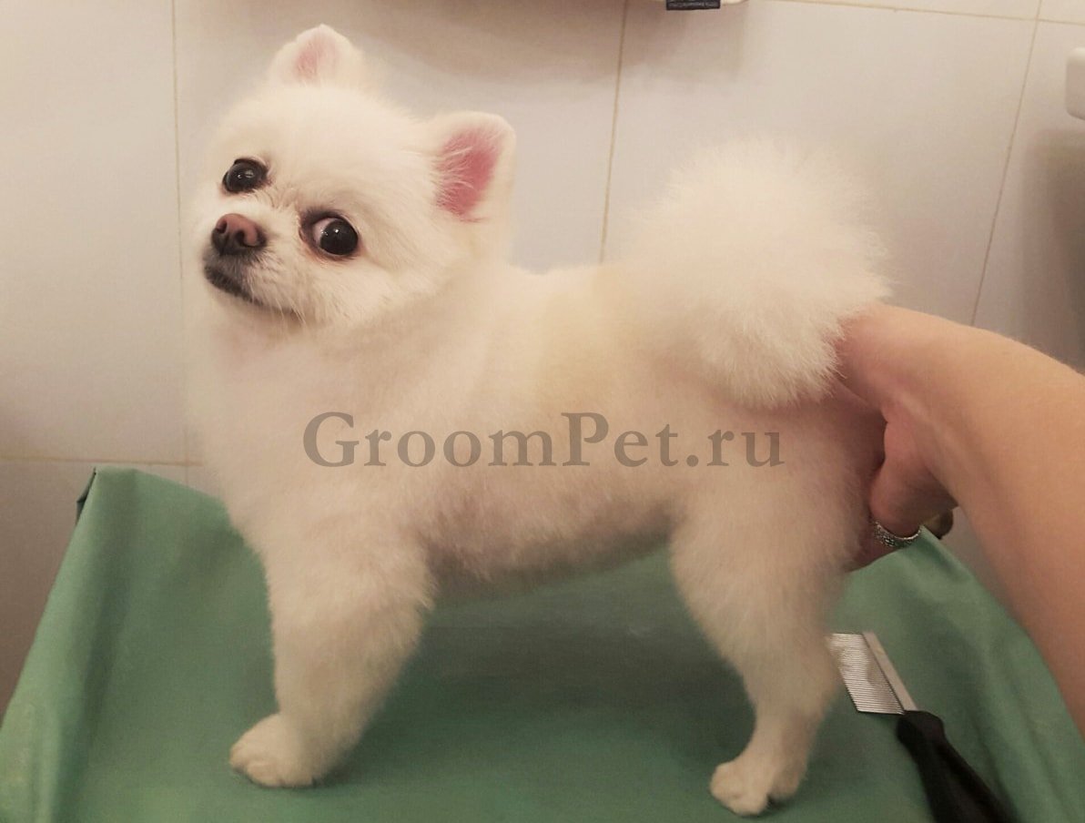 Померанский шпиц стрижка