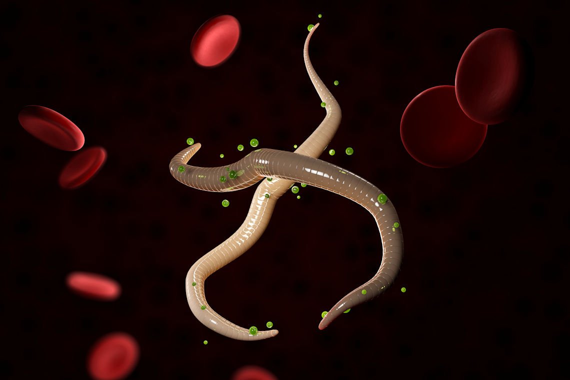 Ленточные черви нематоды