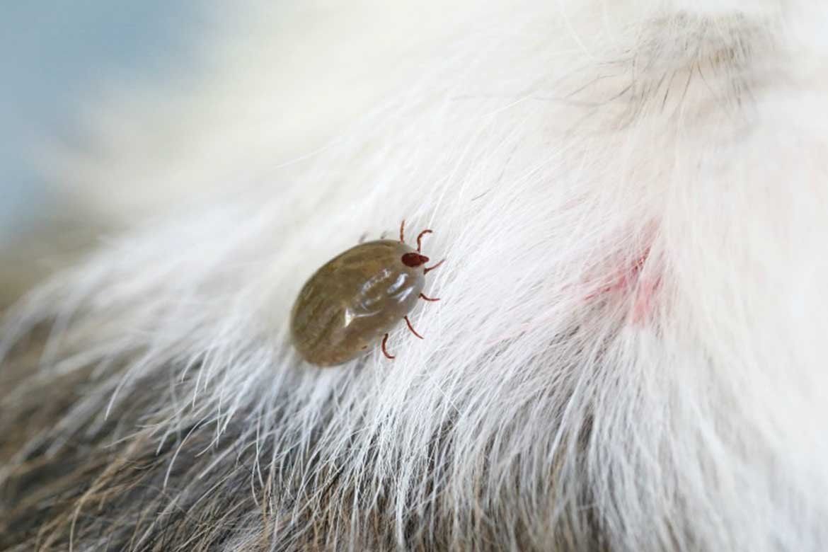 Заразные болезни животных