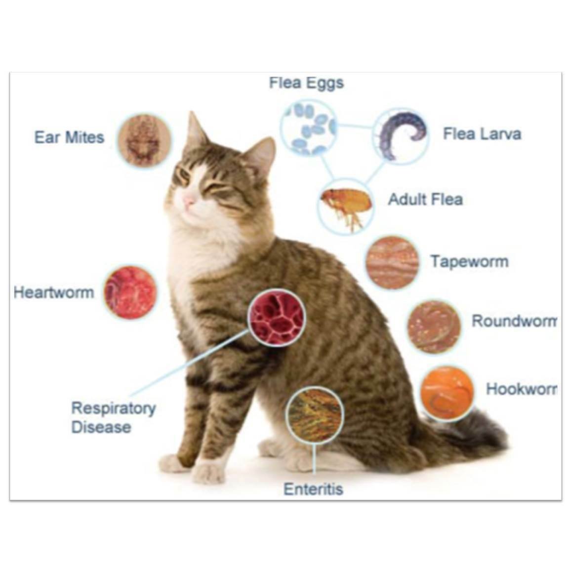 Паразит токсоплазма гондии