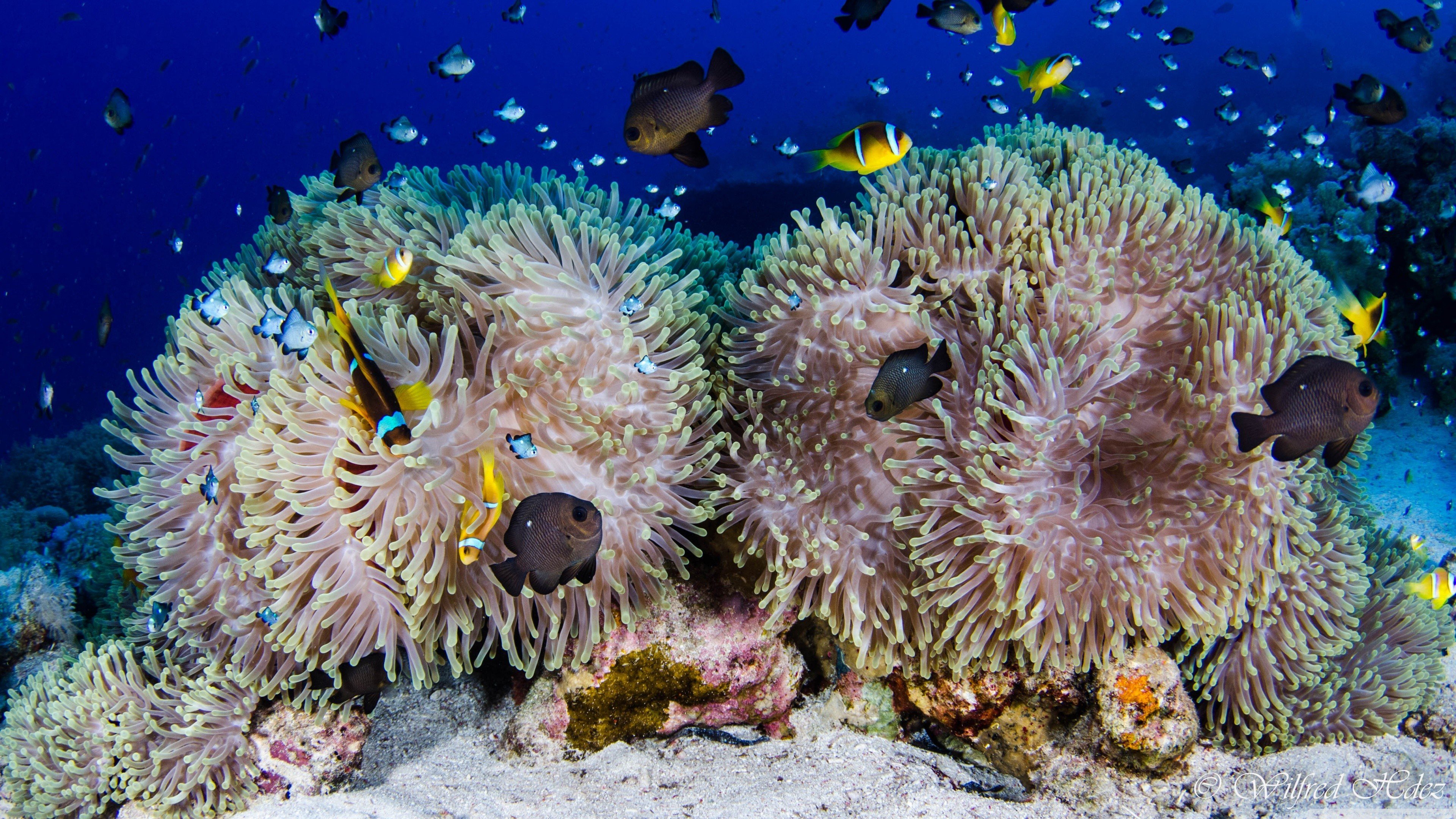 Обитатели кораллового рифа. Большой Барьерный риф подводный мир. Жак Ив Кусто большой Барьерный риф.