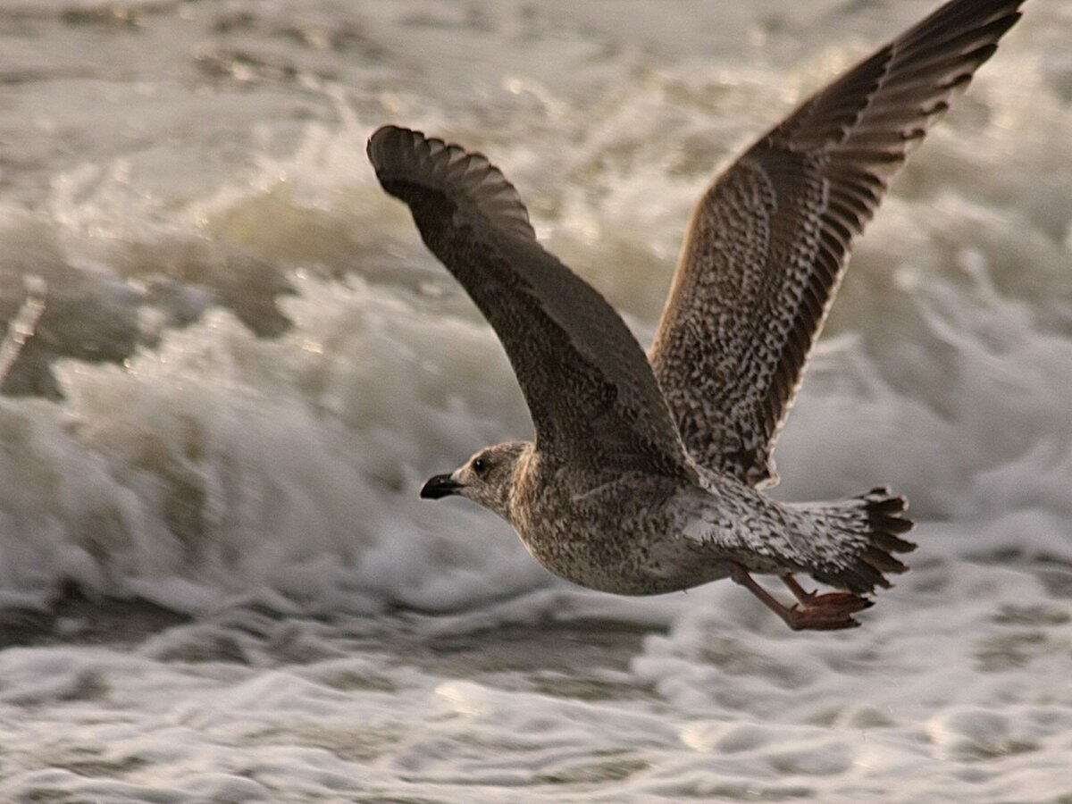 Буревестник Черноморский