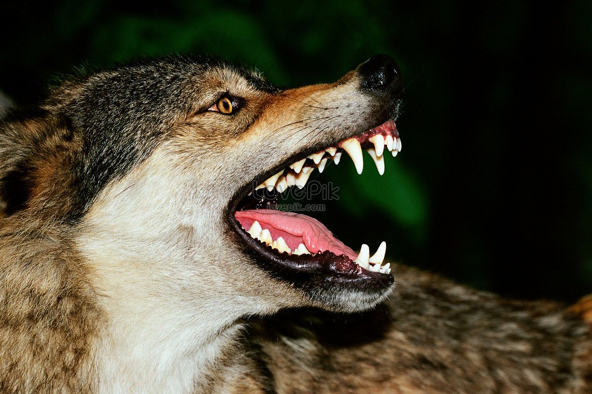 Волк и лайк