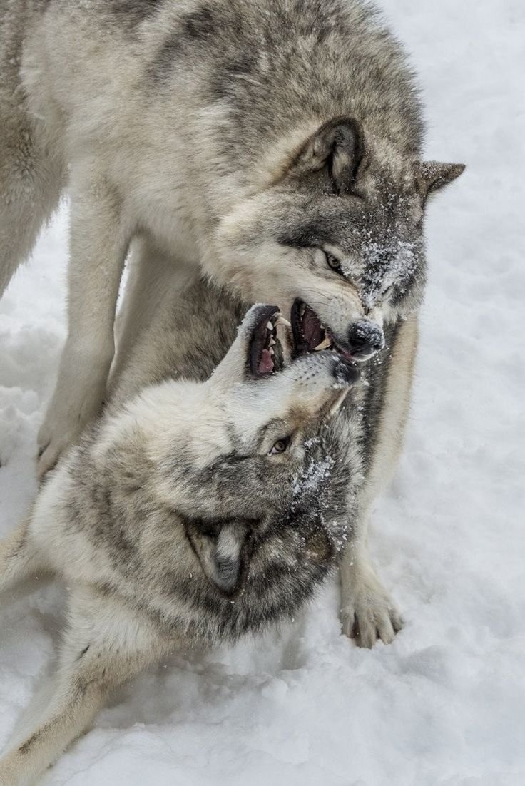 Жизнь Волков