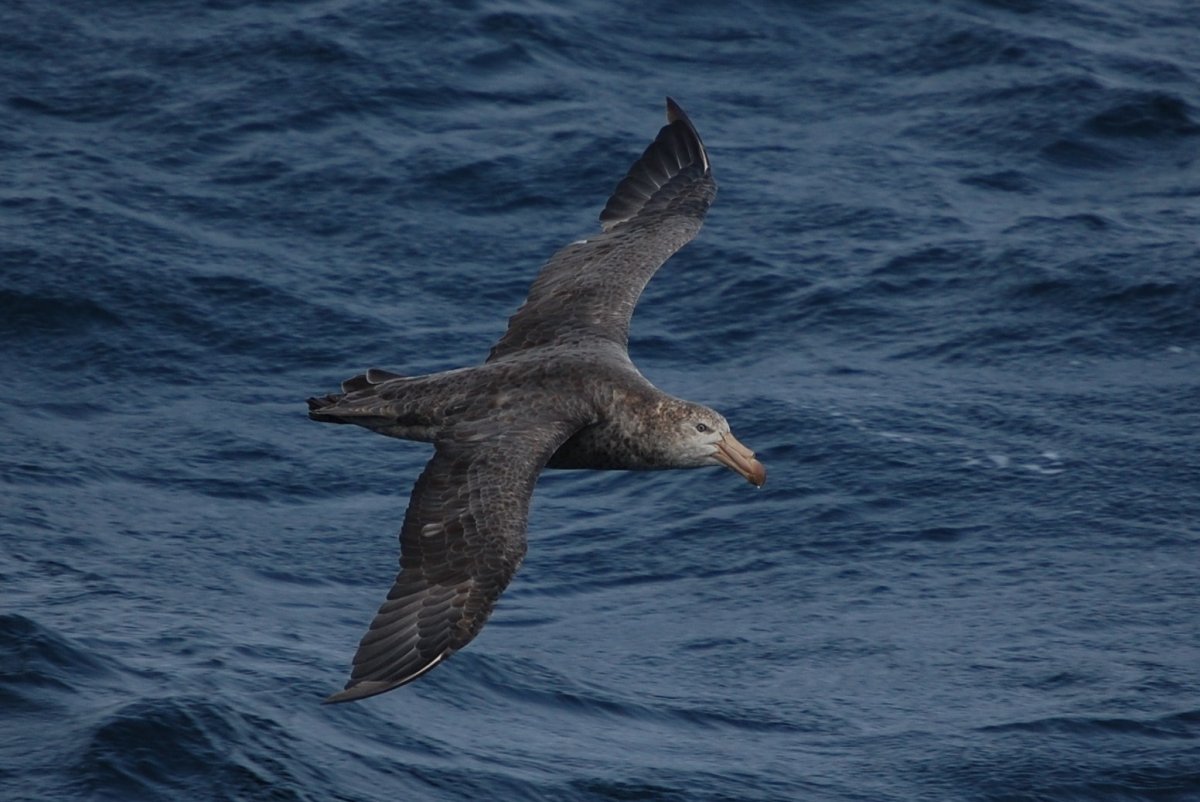 Giant Petrel