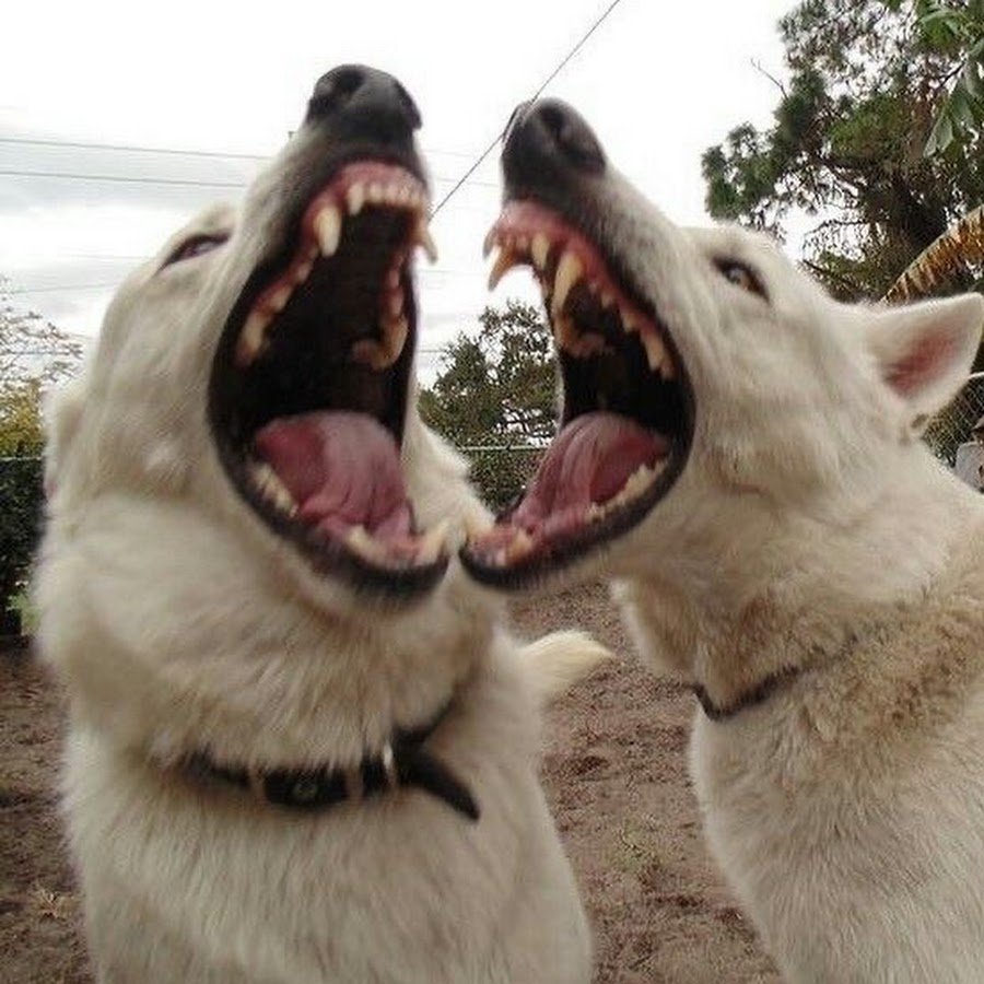 Мохнатый волк