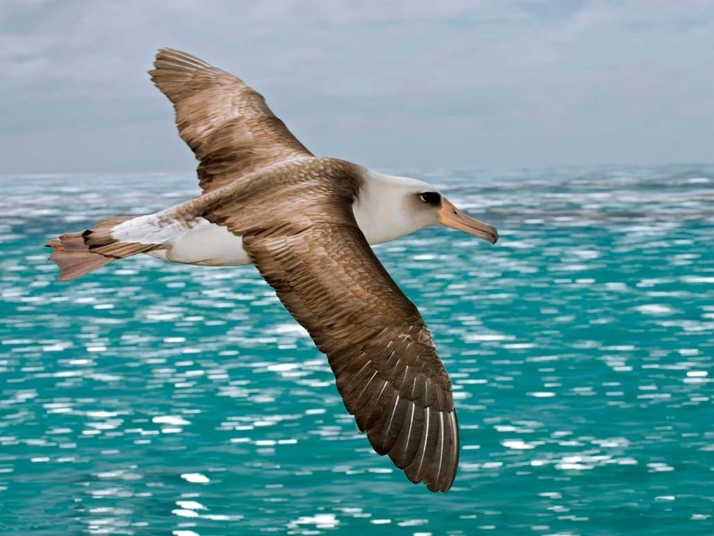 Чайка Альбатрос Баклан Буревестник