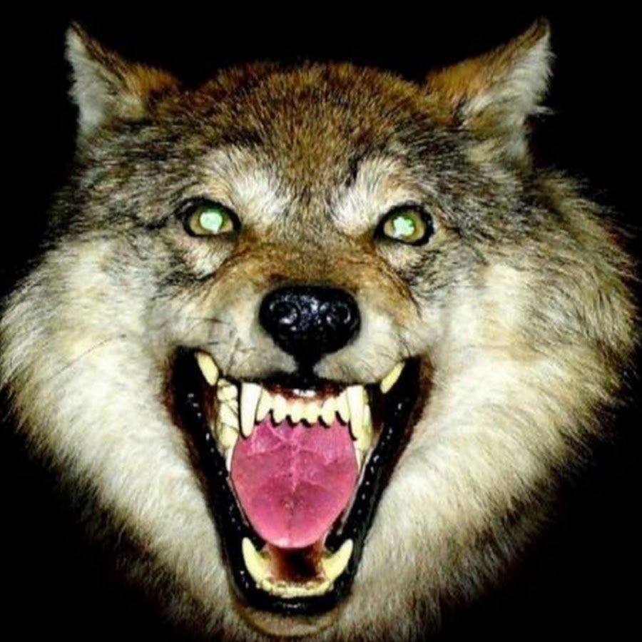 Гиена оскал