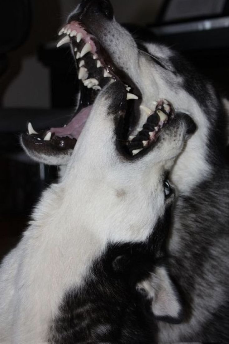 Волкособ черный оскал