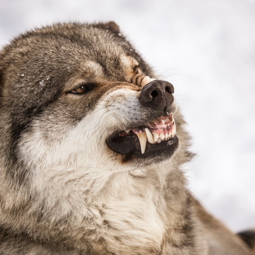 Злой волк