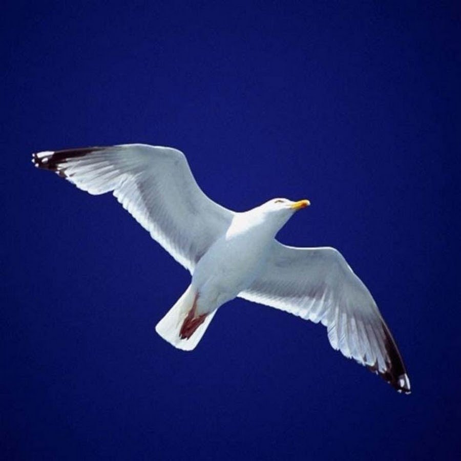 Буревестник в полёте