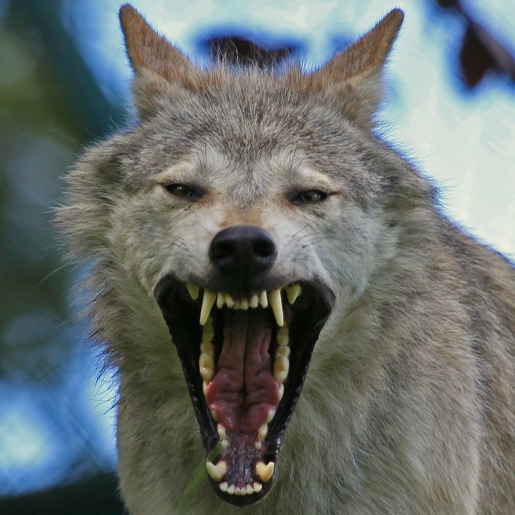 Волк облизывается