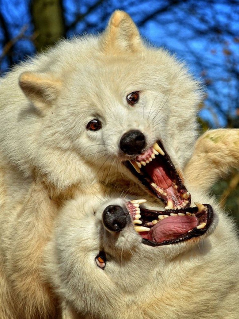 Браслет с клыком волка