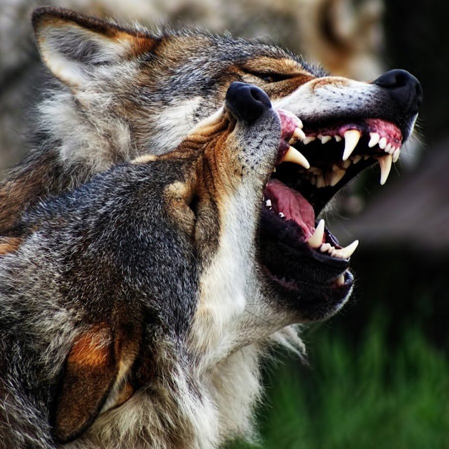 Yolg'iz Bori Uzbek kino 2020