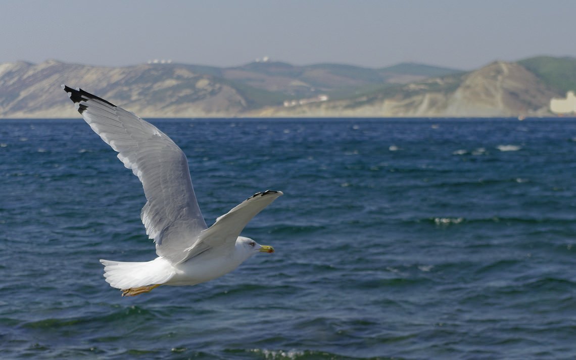 Чайка Каспийское море