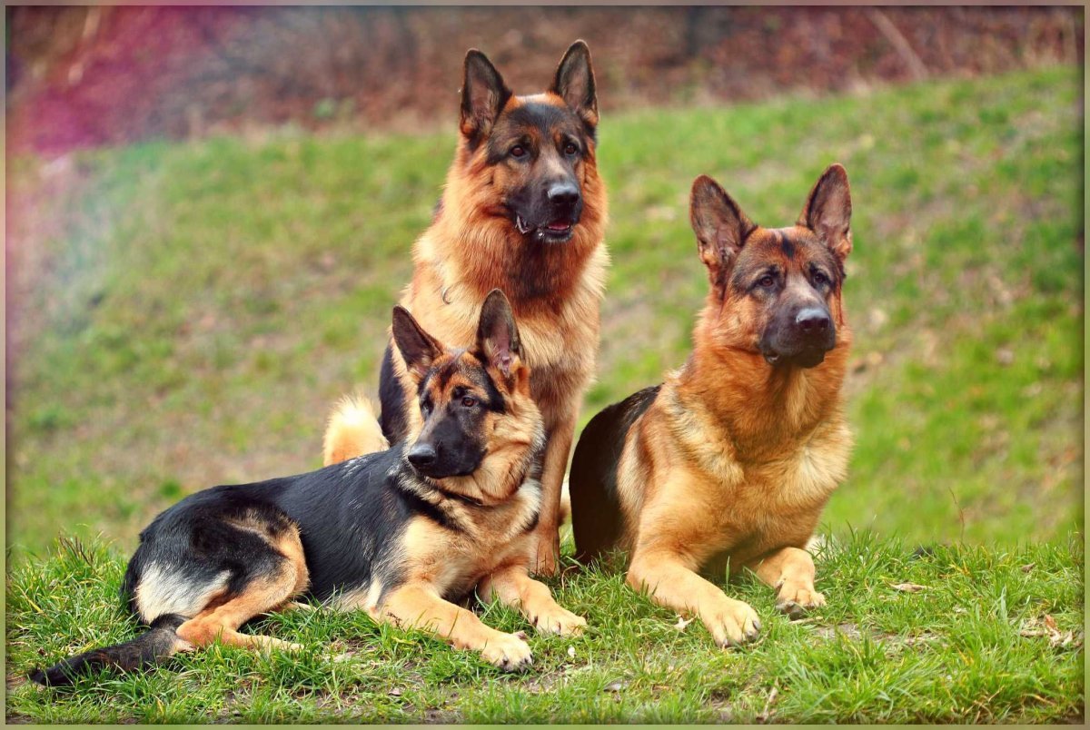 Щенки коротко шорстной овчарки