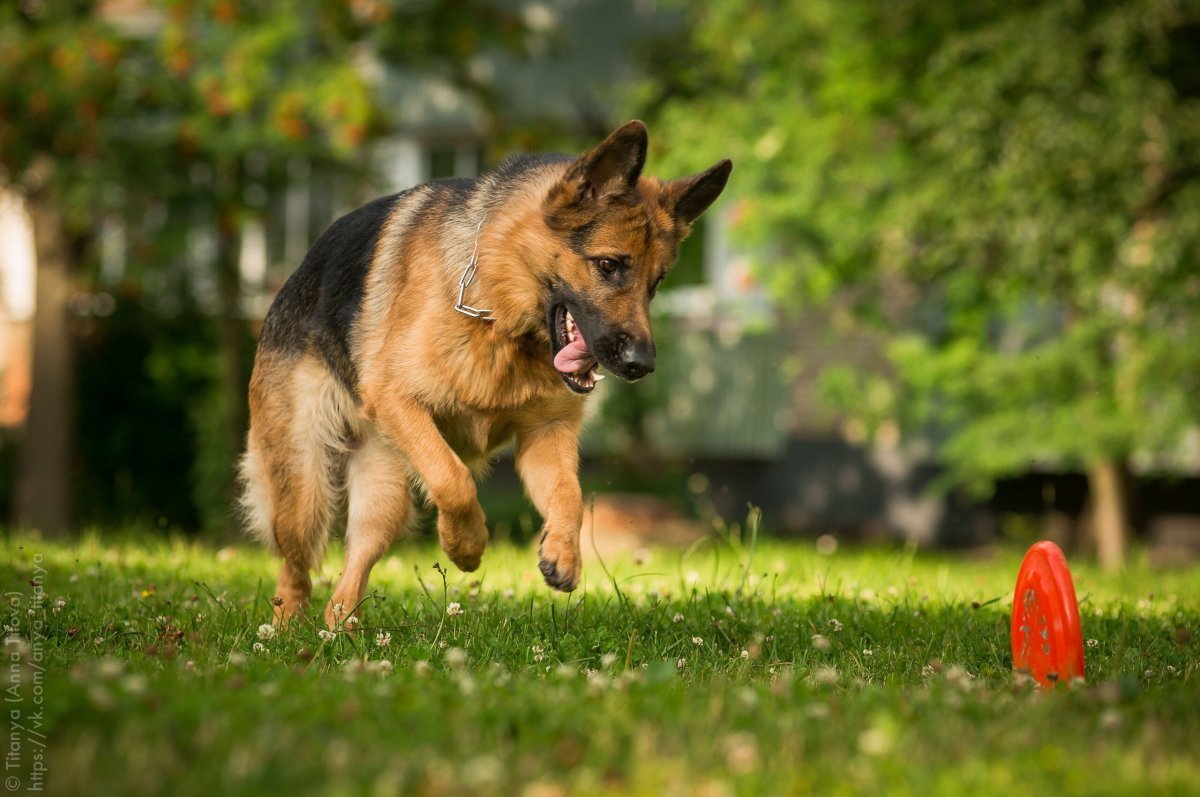 Овчарки немецкие Олирис Ланд