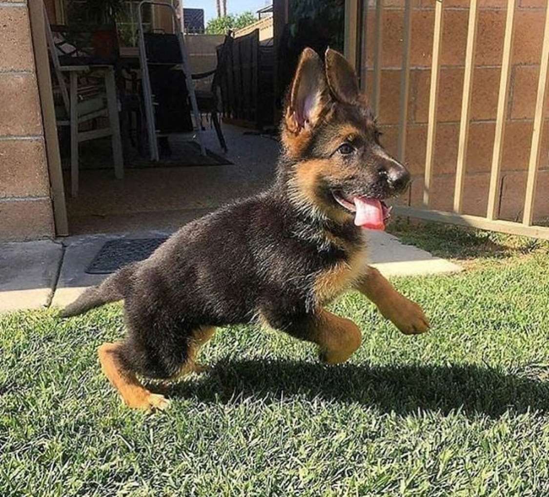 Карликовая немецкая овчарка щенок