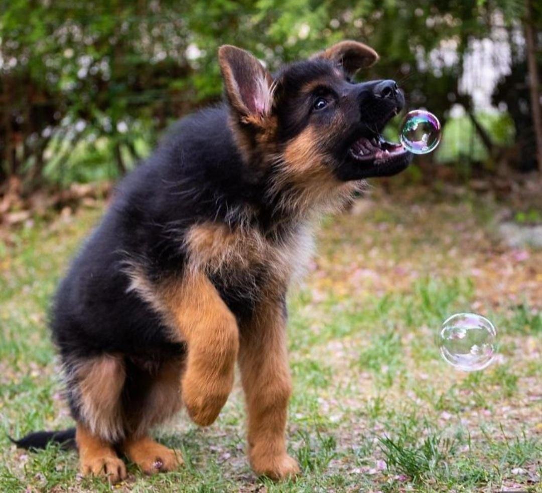 Мини немецкая овчарка