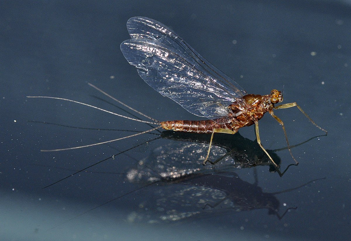 Рой поденок