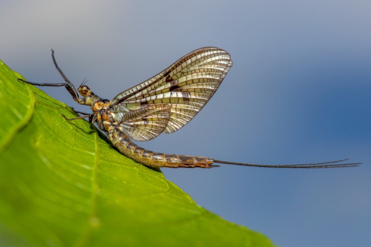 Имаго поденок