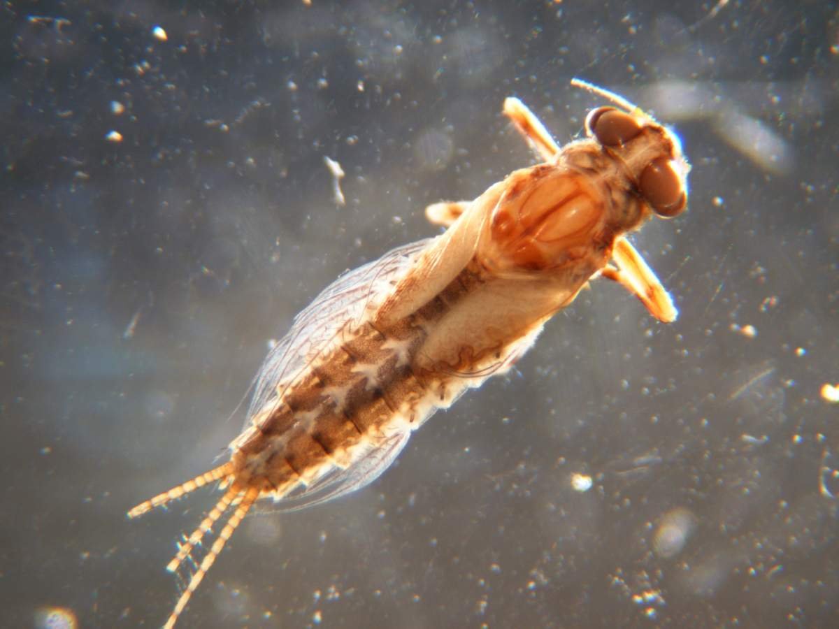 Поденка обыкновенная личинка