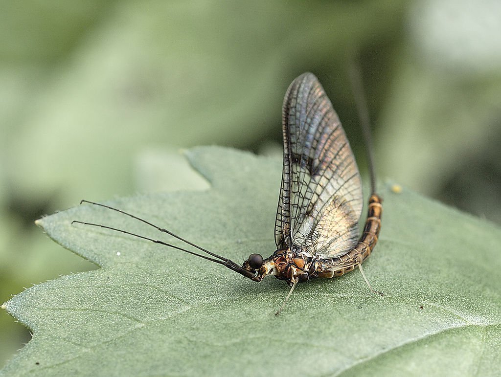 Поденки (Ephemeroptera)
