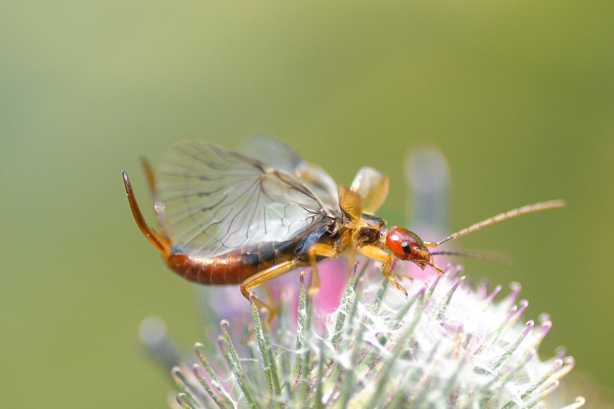 Уховёртка обыкновенная
