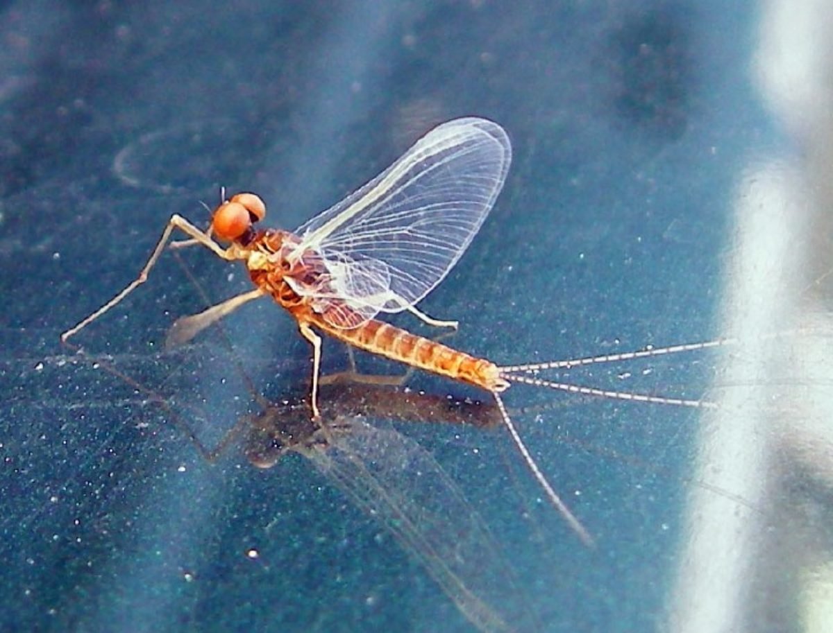 Поденка обыкновенная личинка