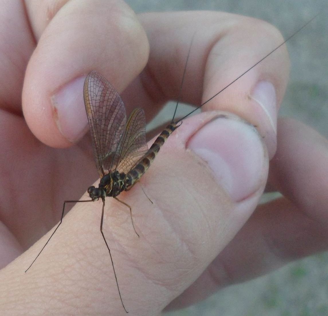 Метляк поденка личинка