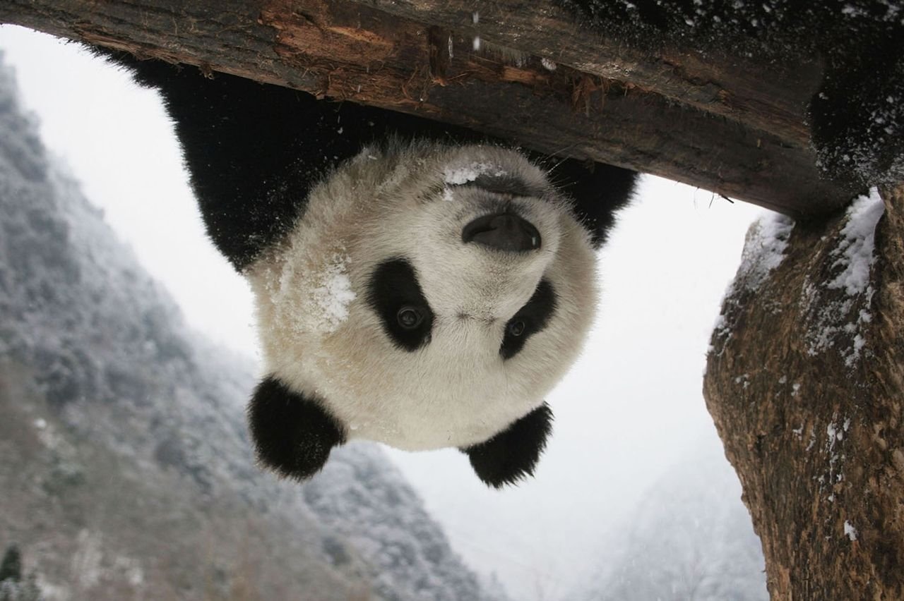 Родина панд. Сычуань резерваты Панда. Резерваты большой панды Сычуань. Резерваты гигантской панды в провинции Сычуань. Резерваты большой панды Сычуань Китай.