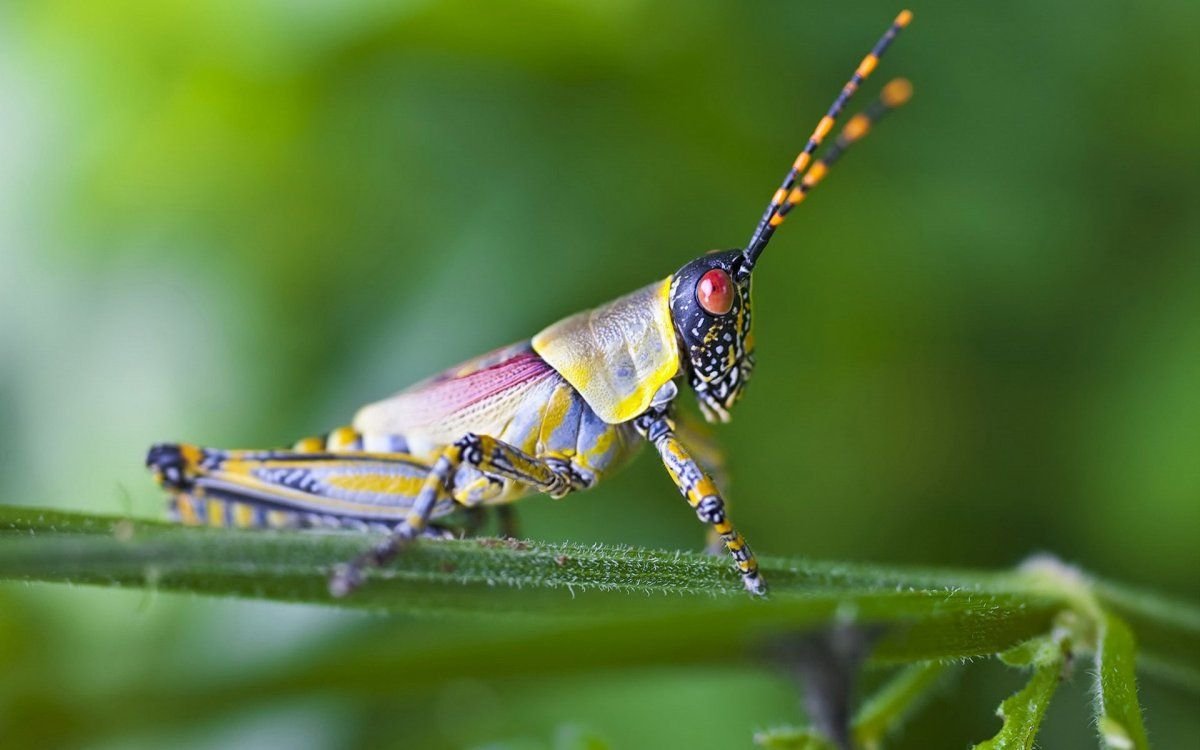 Павлиний кузнечик