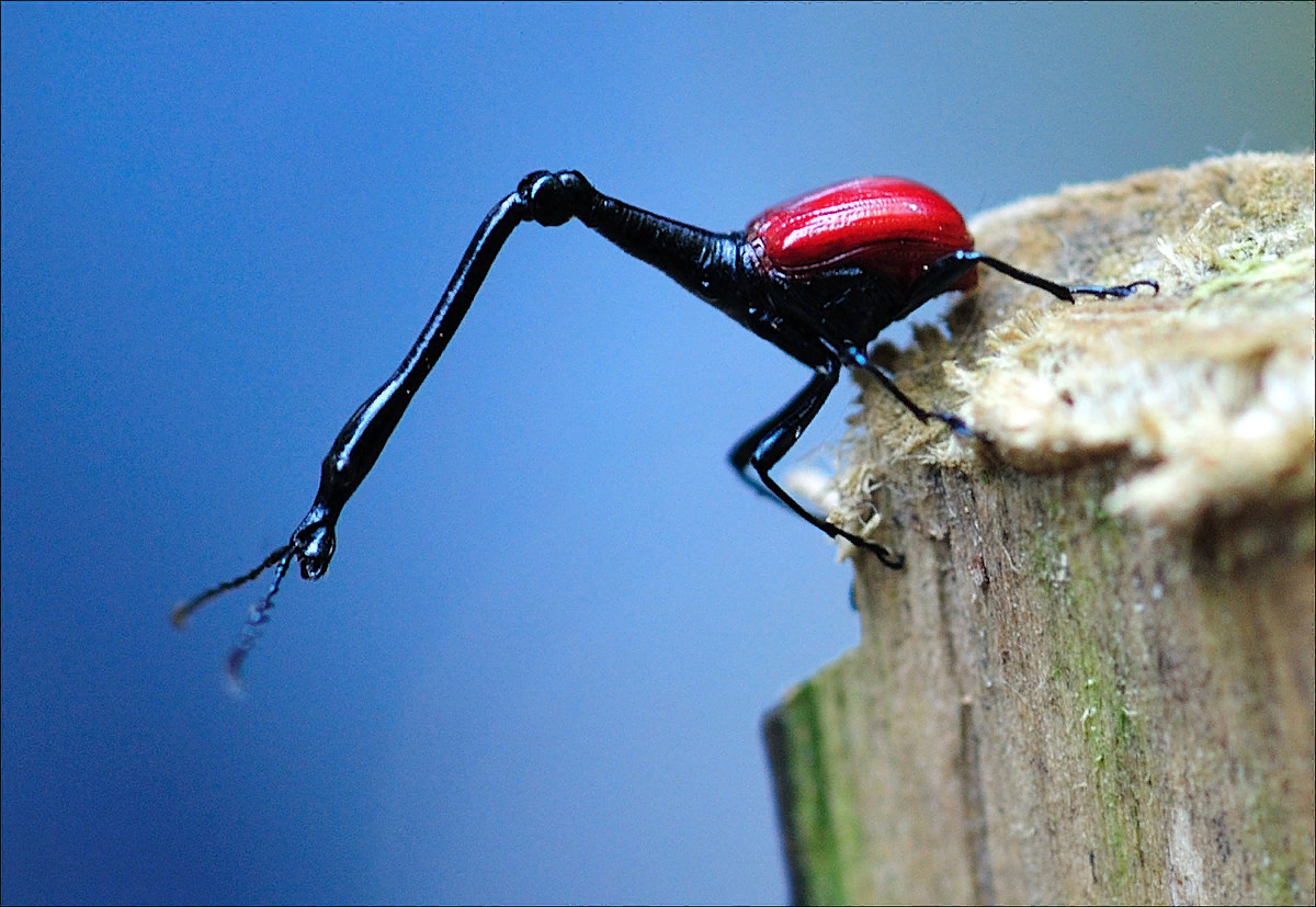 Мадагаскарский трубковерт
