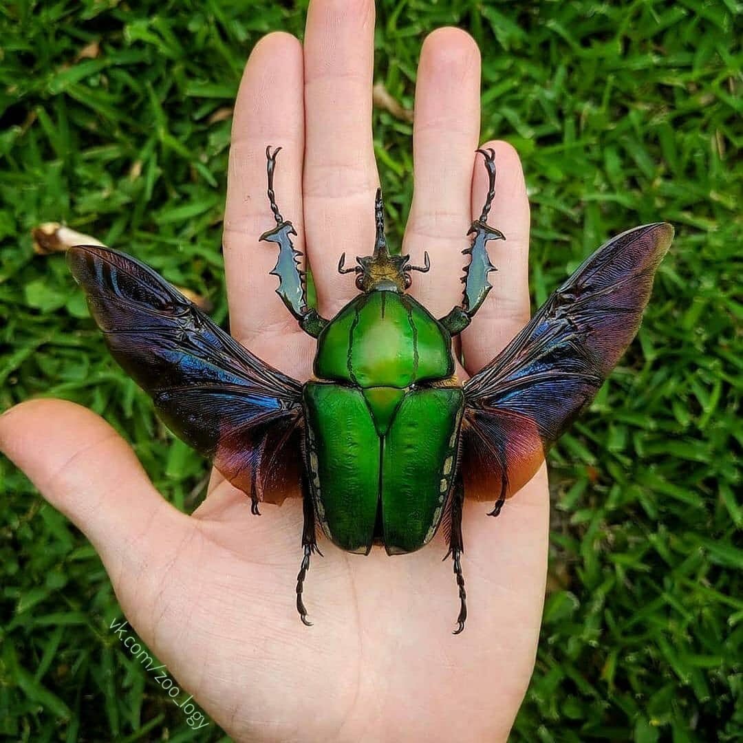 Цветочный Жук Mecynorrhina torquata