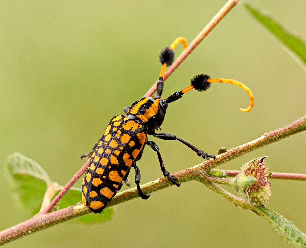 Длиннорогий Жук