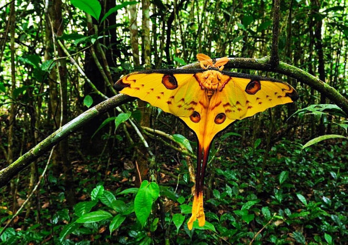 Мадагаскарская Комета бабочка