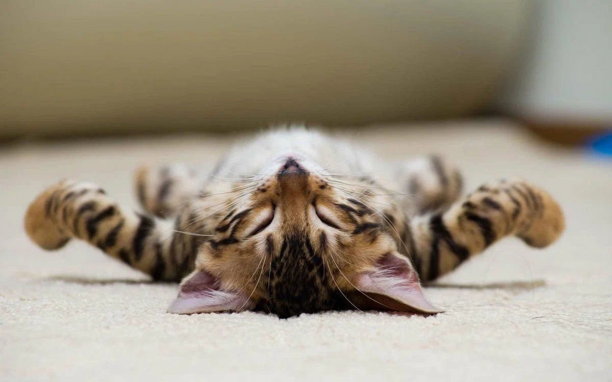 Спящий котенок смешной