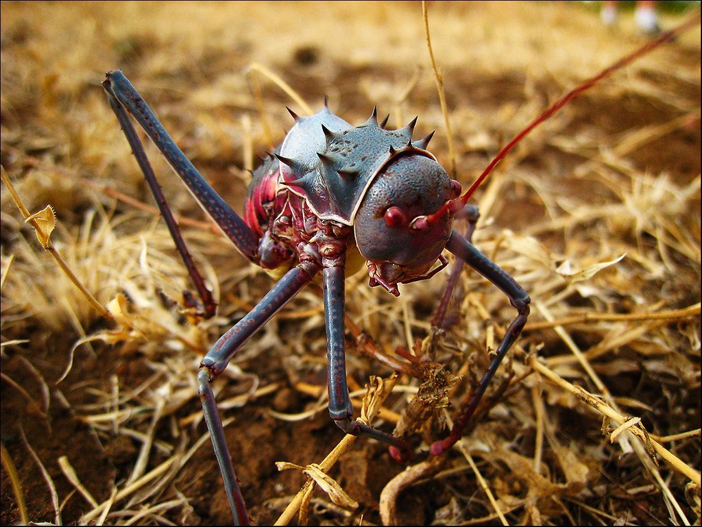 Африканский бронированный сверчок