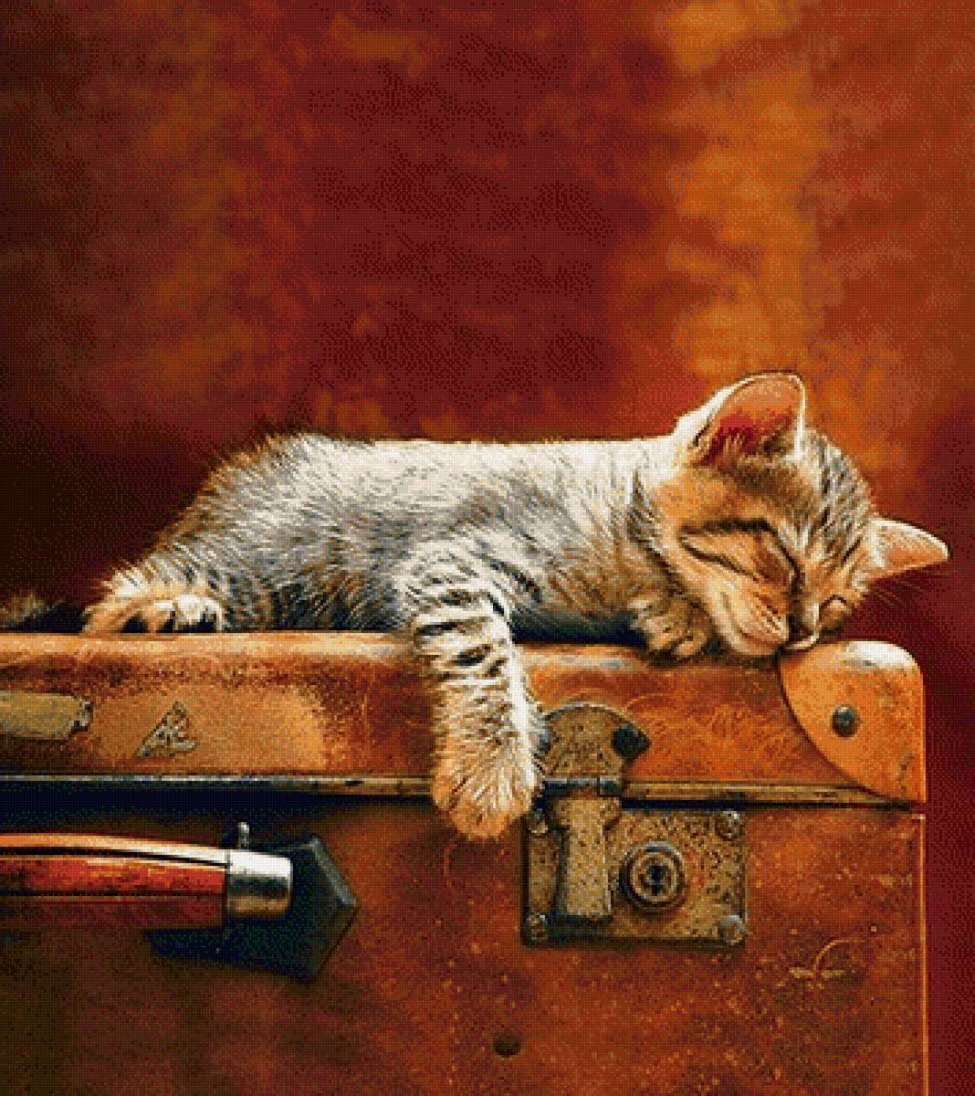 Кот спит на чемодане