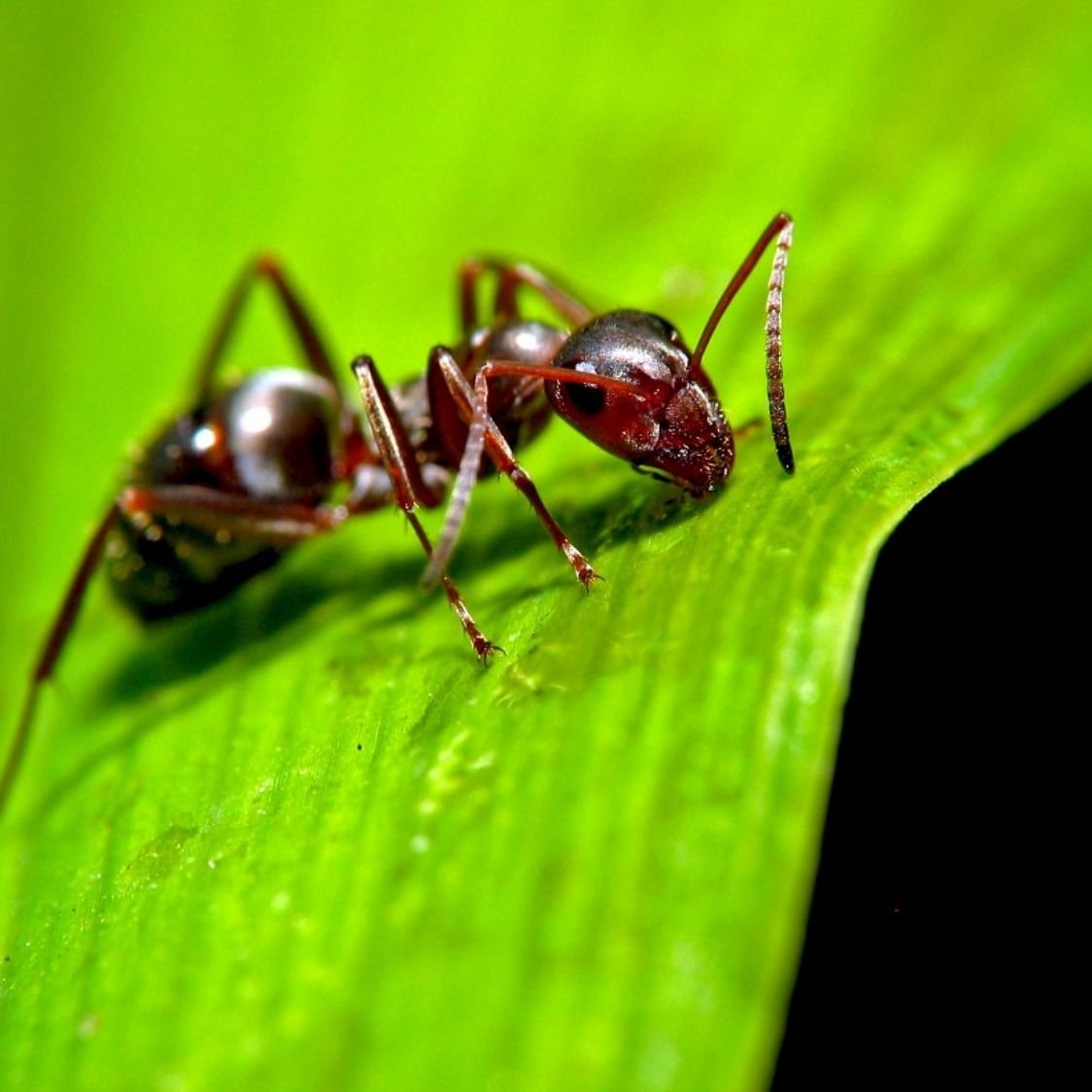 Муравей обыкновенный