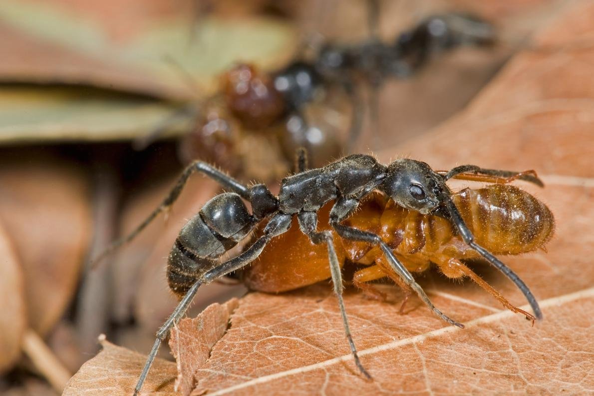 Термиты и муравьи