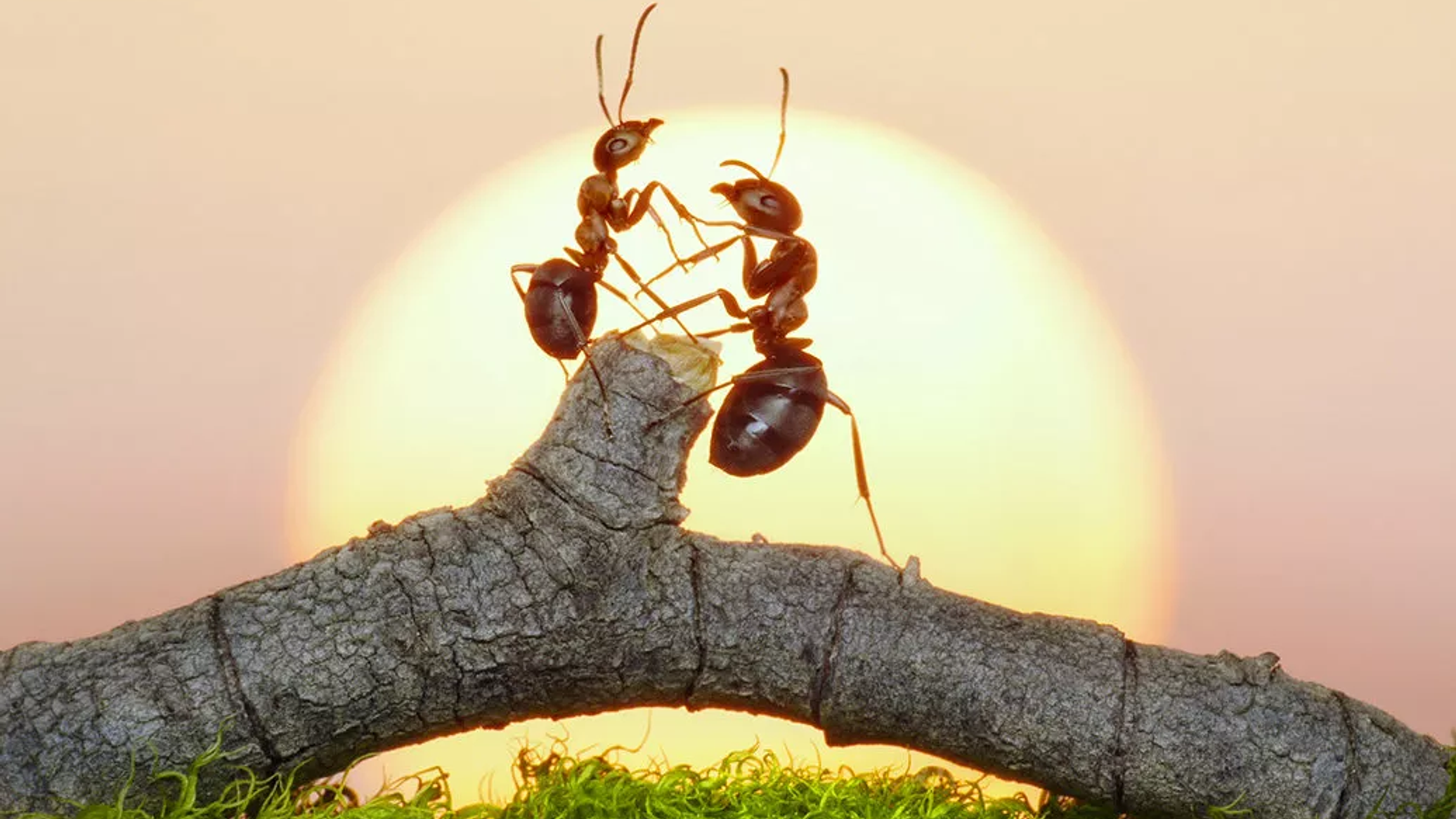 Muravi. Муравей. Красивый муравей. Муравей на закате. Муравей на солнце.