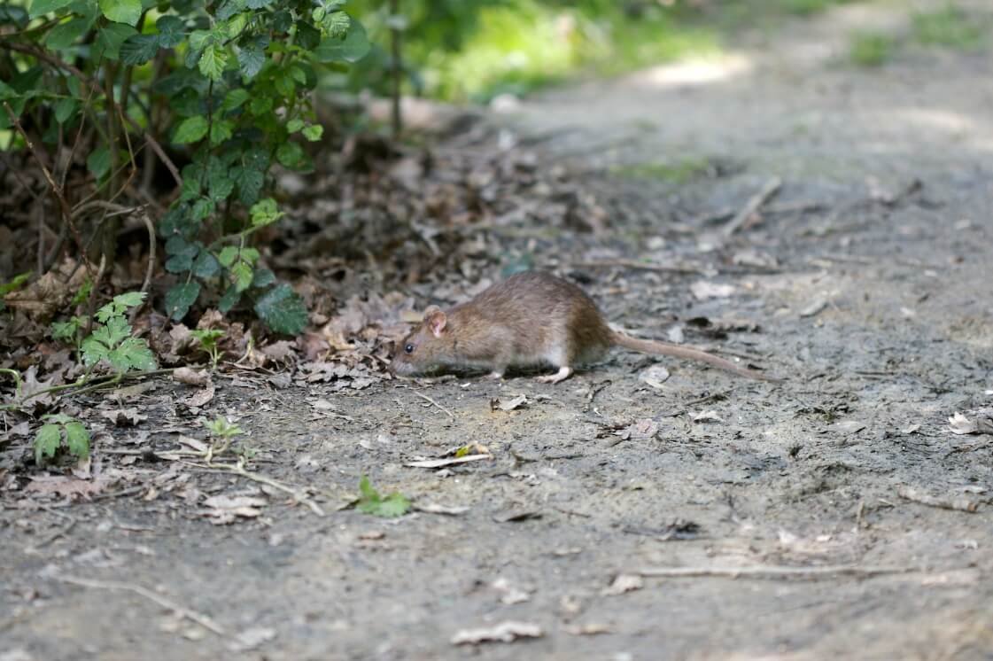Крыса в огороде