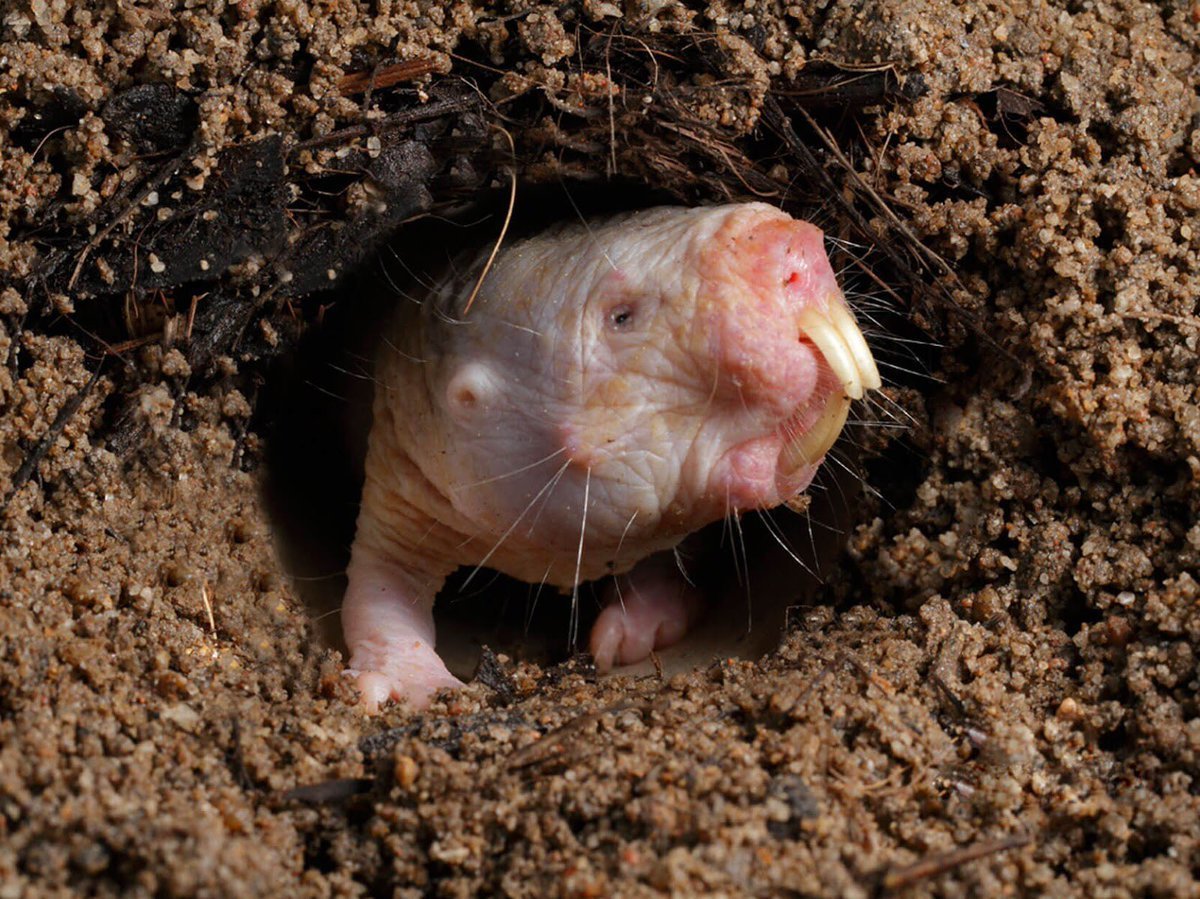 Земляная крыса ареал