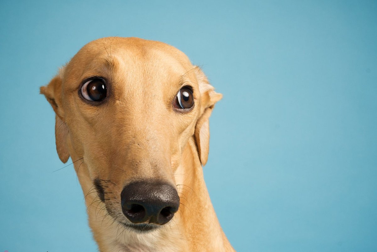 Собака бультерьер