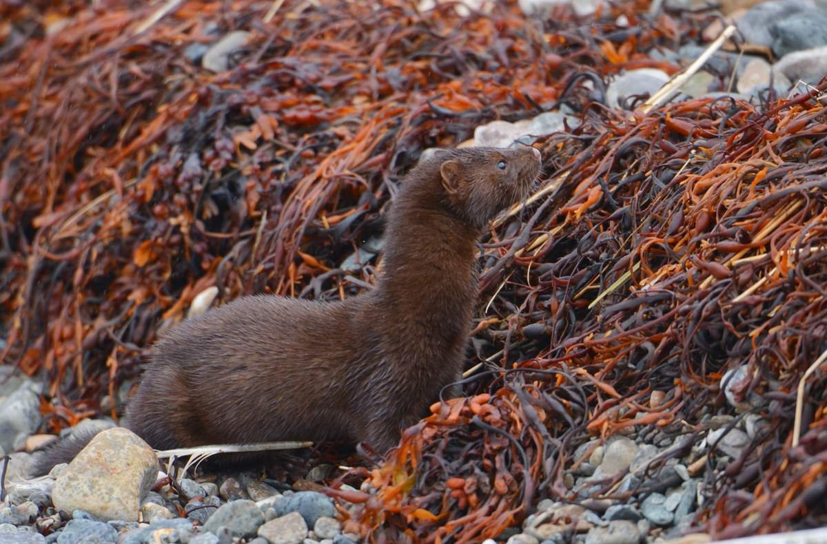 Лабрадорская норка