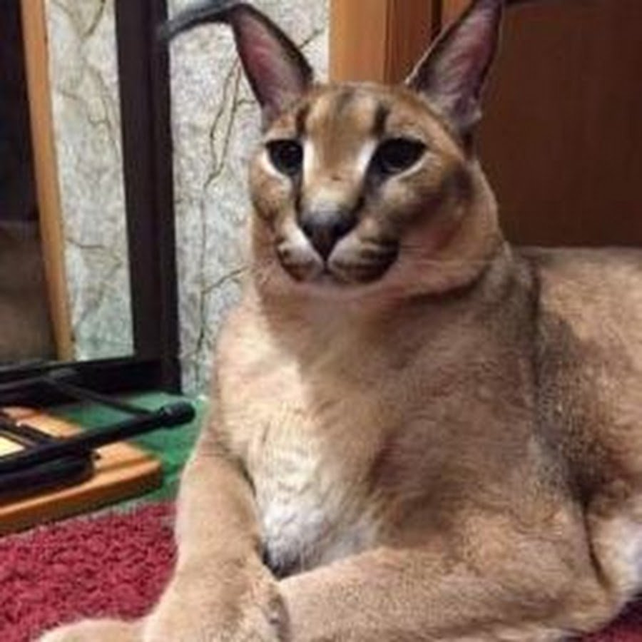 Сервал и каракал